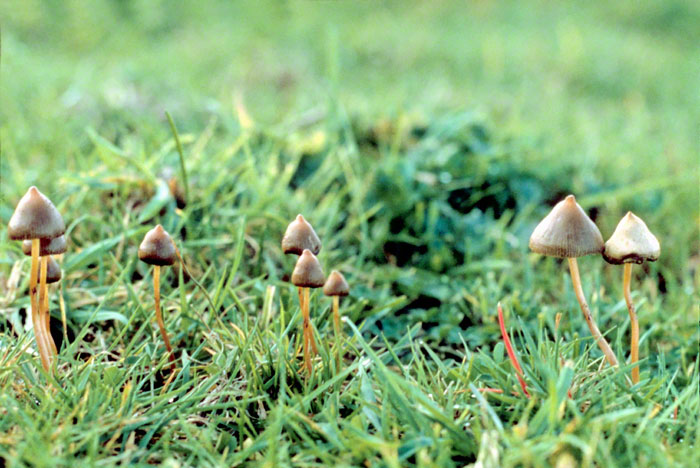 Afkriminaliser besiddelsen Psilocybin (Magiske) Svampe - Skrivunder.net