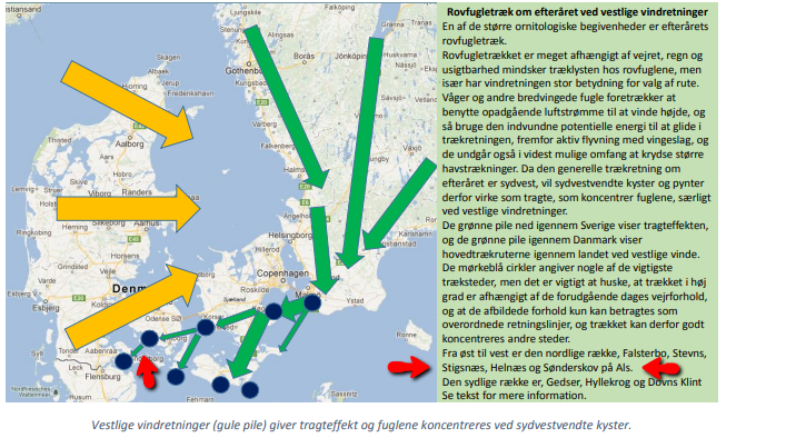 Efterårs_rovfugle_trækruter.png