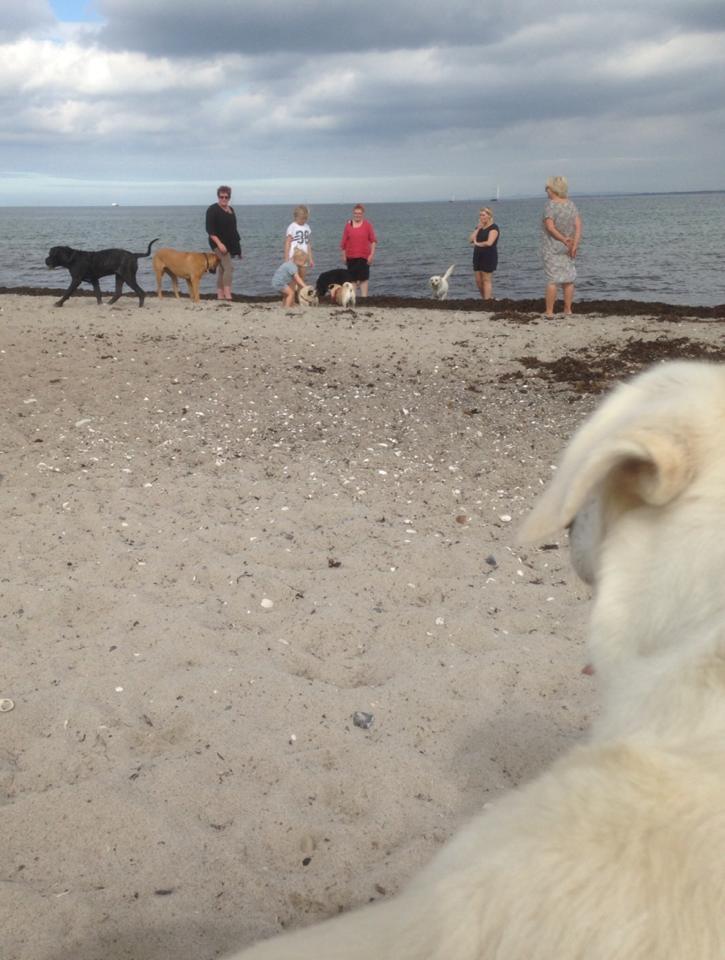 Hundestranden.jpg